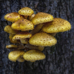 Shroom Family  91...