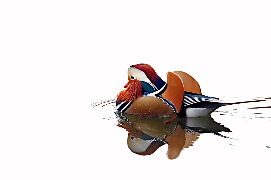 Mandarin Duck