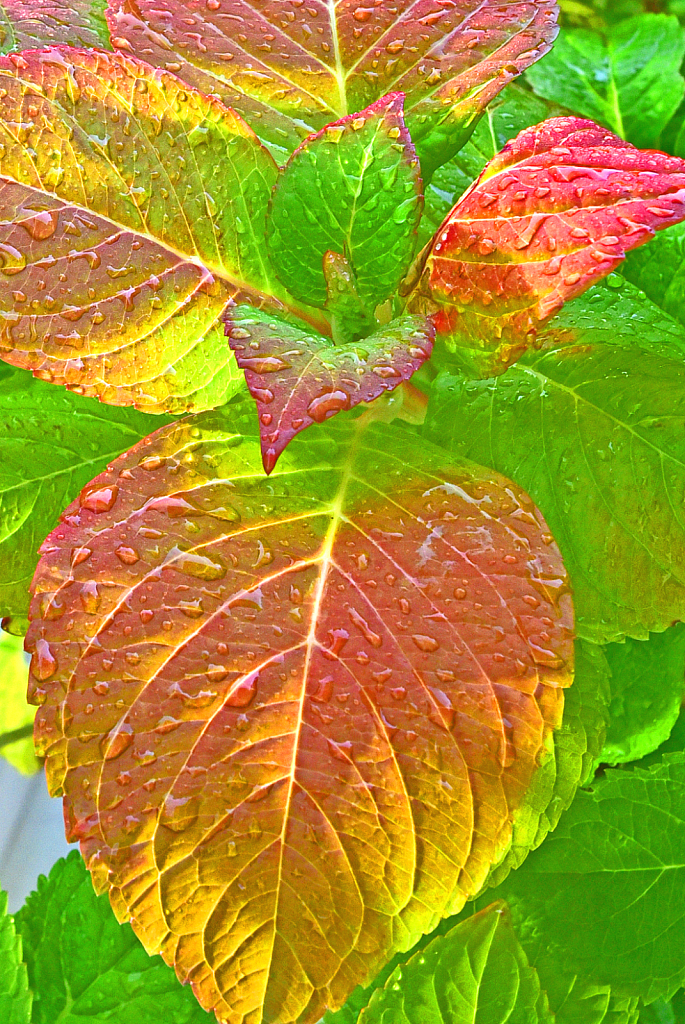 Ortansia turning Fall colors.