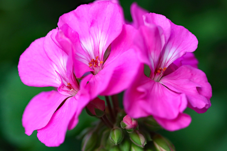 Geraniums