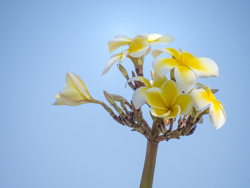 Yellow Plumeria