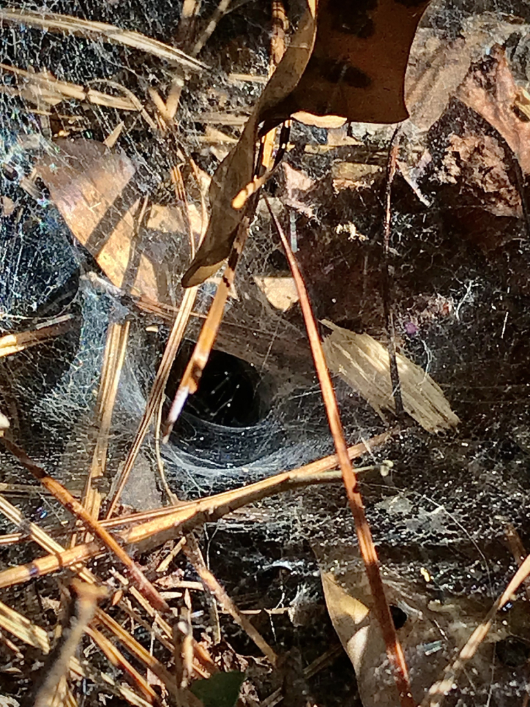 Funnel spider web