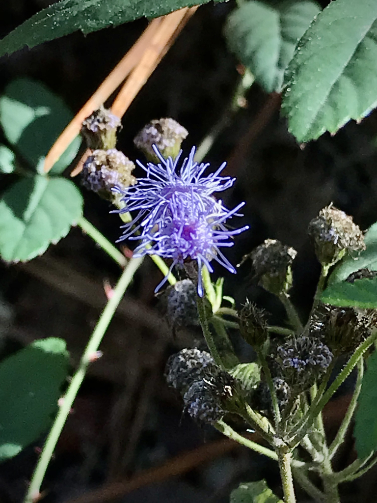 Blue mistflower
