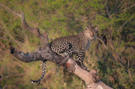 Leopard in the Tree