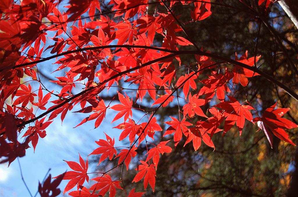 Autumn Symphony