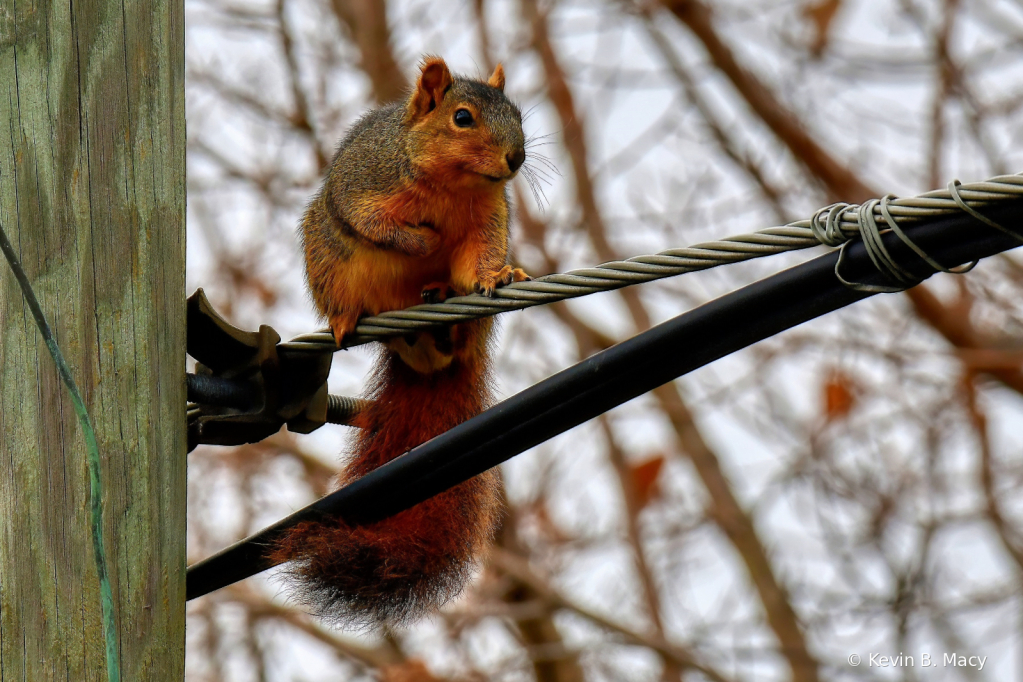 Squirrel on a wire - ID: 15965211 © Kevin B. Macy