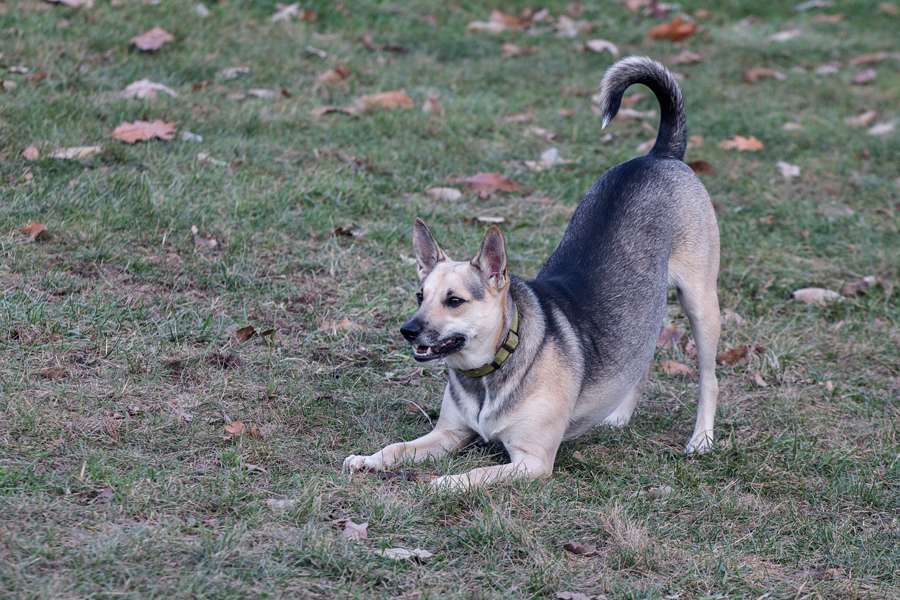 Loki Want Play 