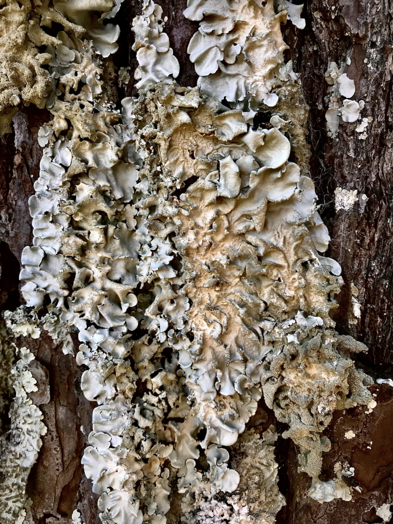 Tree Lichens 
