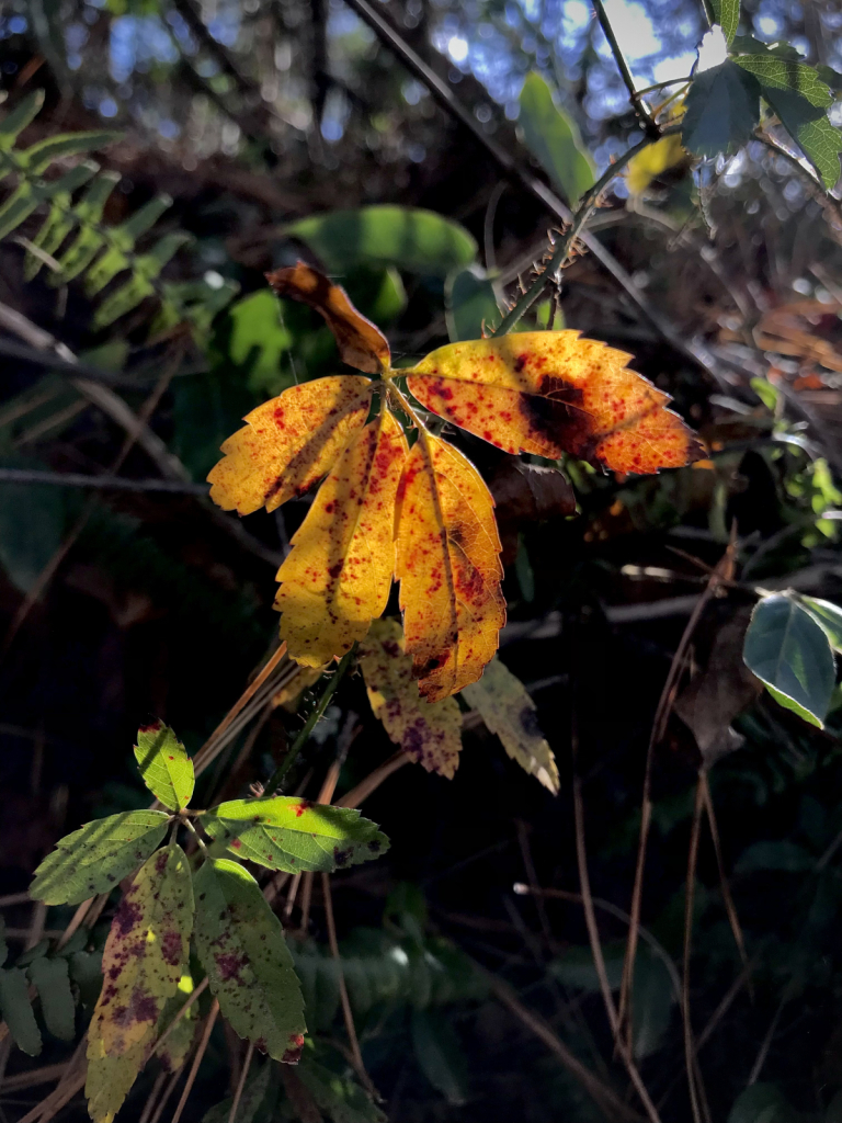Backlit fall foliage 