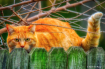 Cat on the prowl