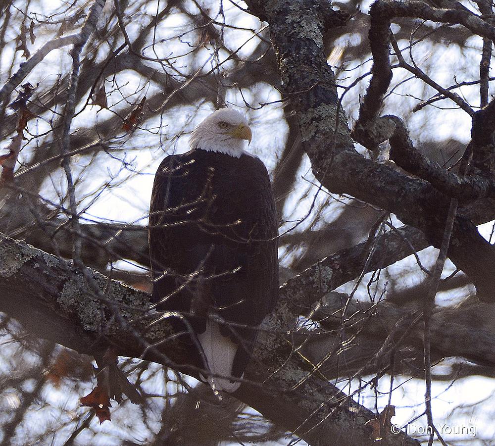 So Majestic!