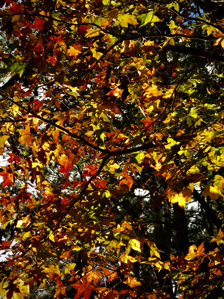 Glowing Autumn Leaves  - ID: 15965368 © Elizabeth A. Marker