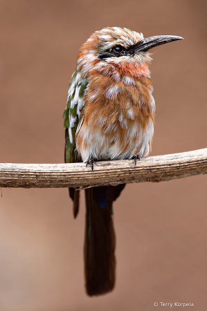 White-fronted Bee-eater