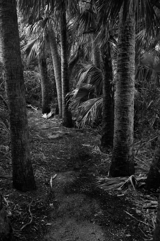 Palm Pathway