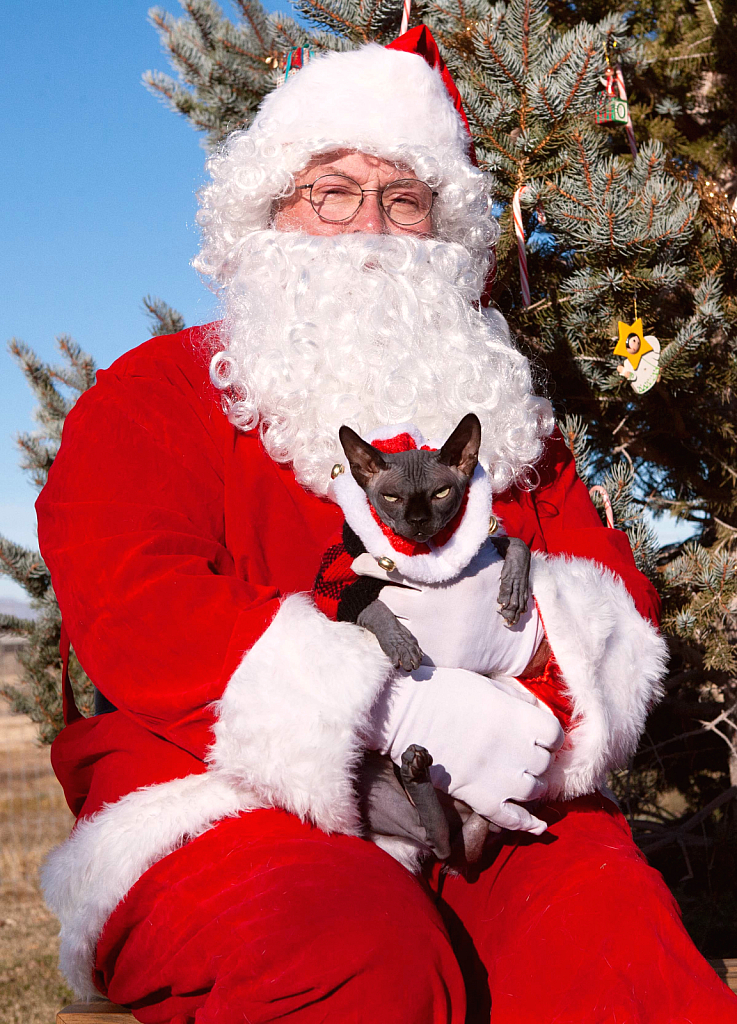 Naked Kitty with Santa - ID: 15965503 © Wendy Wyatt