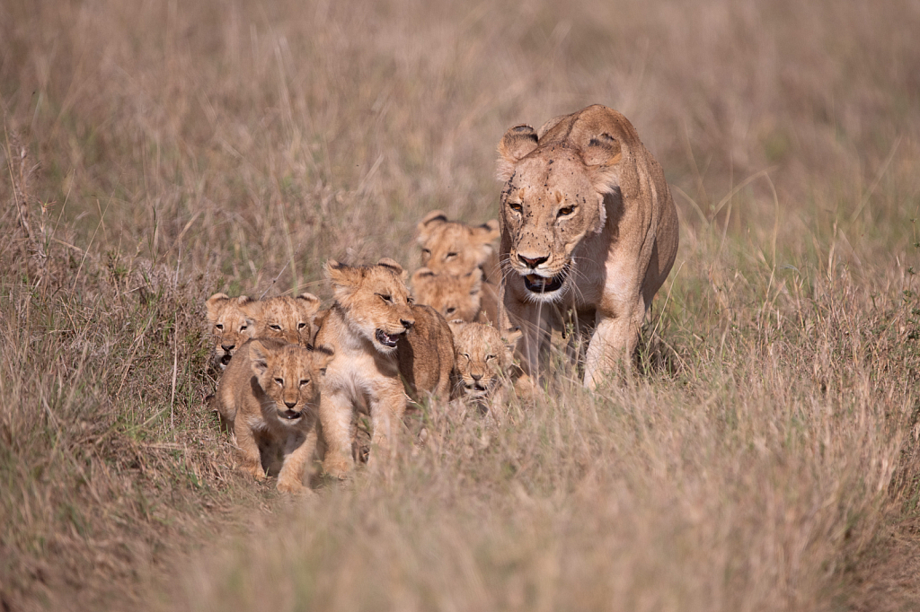 Mom Lion and Lots of Cubs