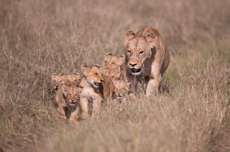 Mom Lion and Lots of Cubs