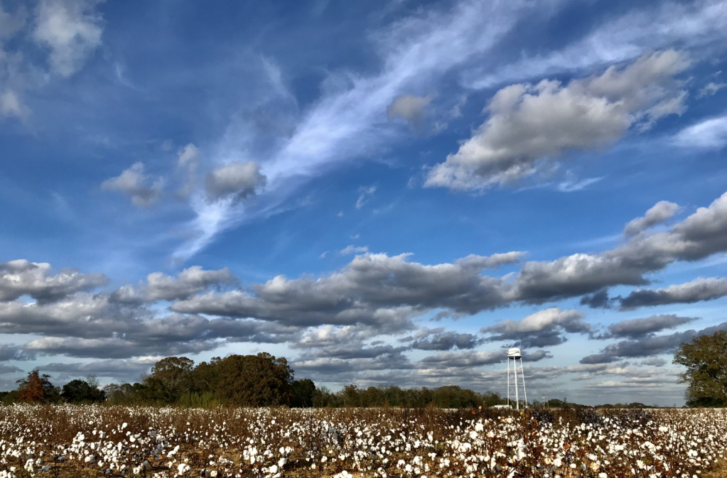 Cotton field in Enterprise Al - ID: 15965586 © Elizabeth A. Marker