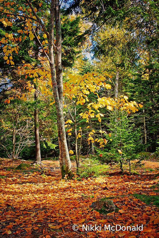 Light in the Forest