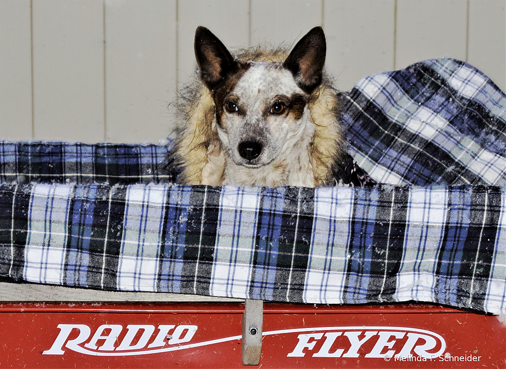 My Little Red Wagon