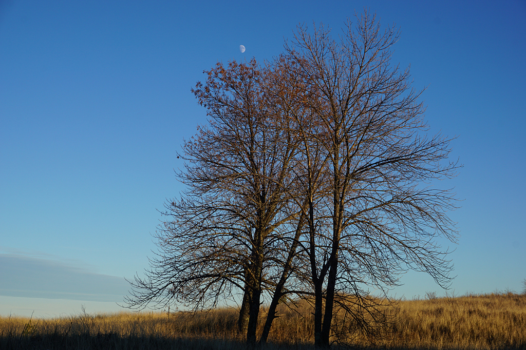 Trees on the dunes