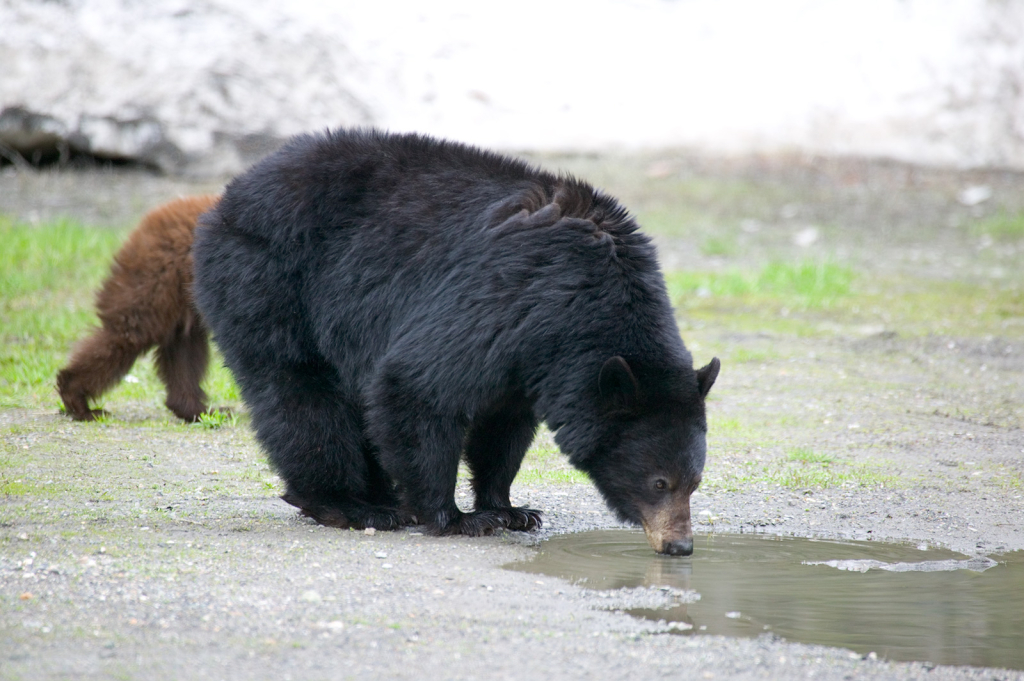 Black Bear, 494 - ID: 15965674 © Larry Adamache