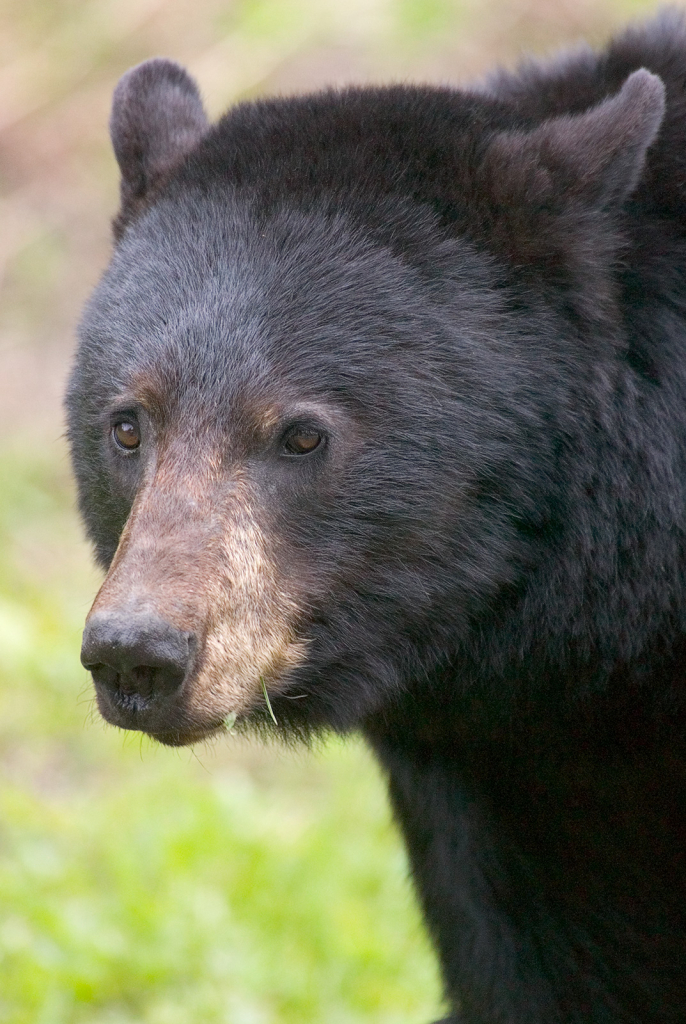 Black Bear, 532c - ID: 15965675 © Larry Adamache