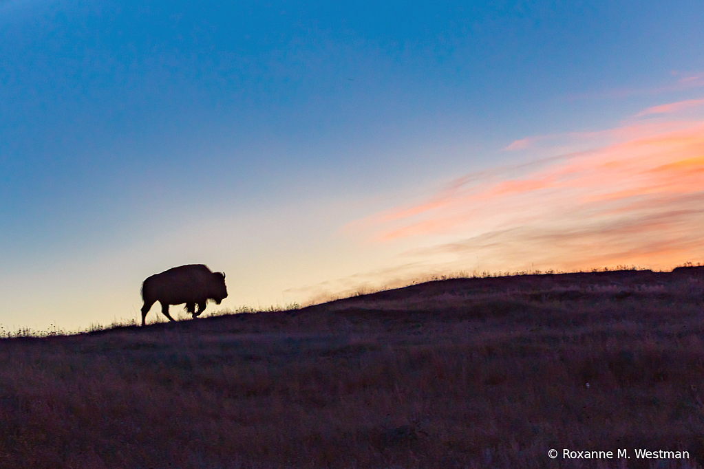 Bison moving to the light - ID: 15965748 © Roxanne M. Westman