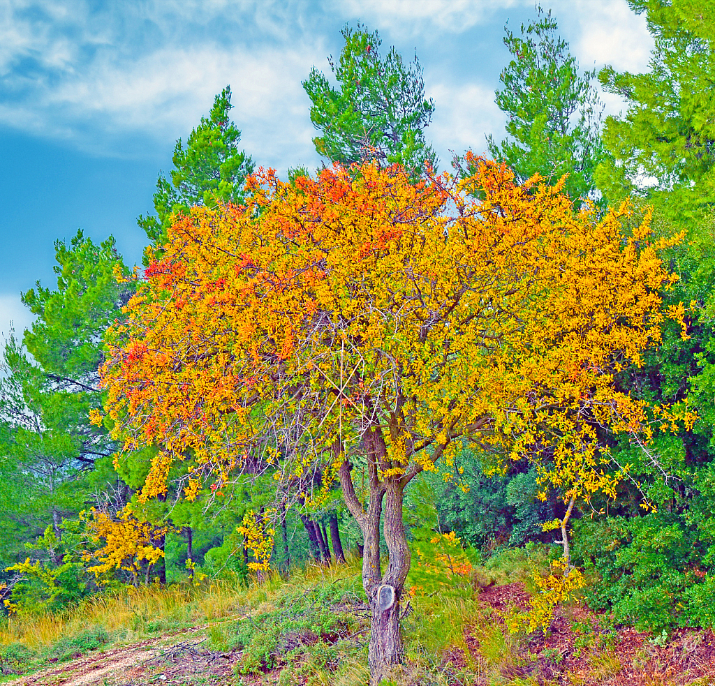 Autumnal Tree Portrait.