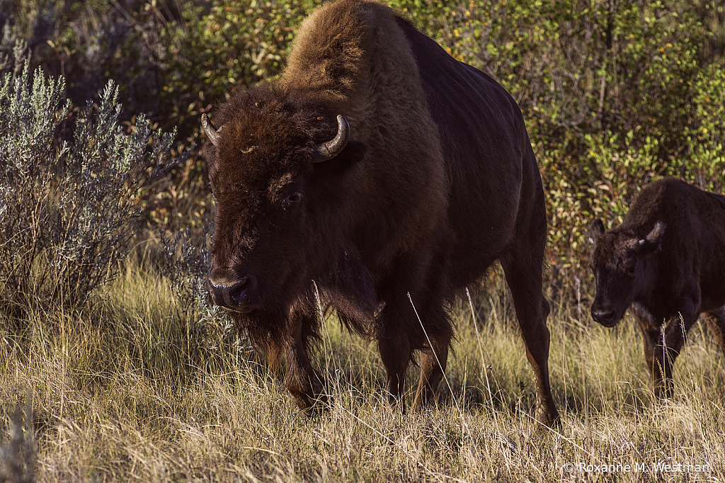 Bison cow and calf - ID: 15965758 © Roxanne M. Westman