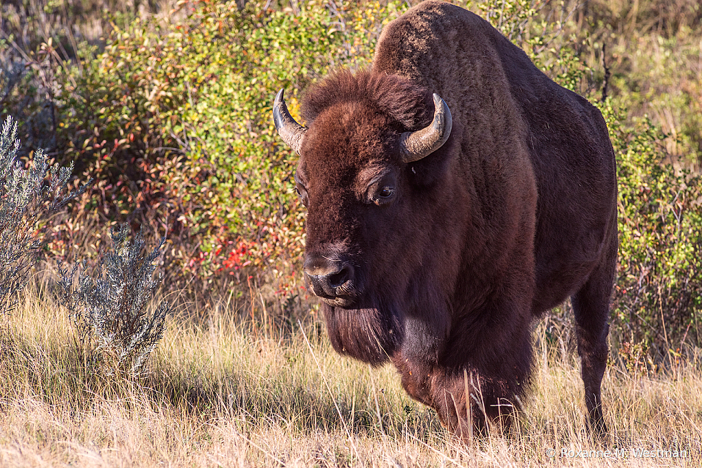 Bison bull Theodore Roosevelt National park - ID: 15965759 © Roxanne M. Westman