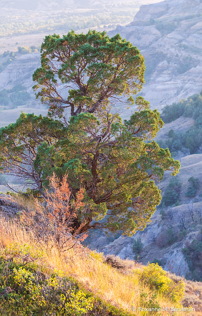 Theodore Roosevelt National park Cedar tree