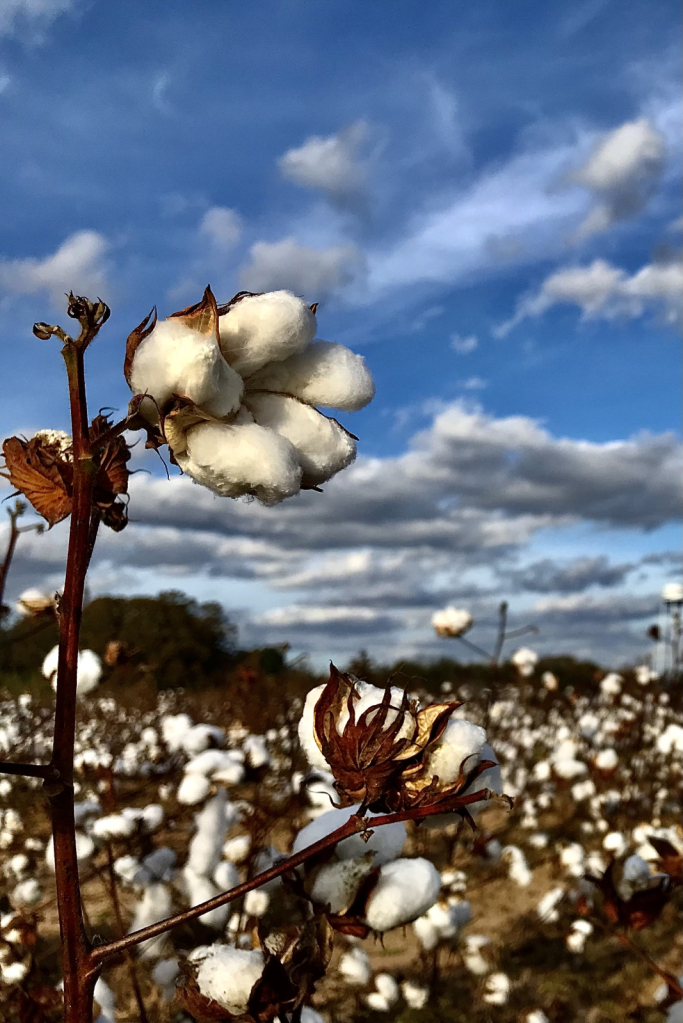 Cotton and Clouds - ID: 15965773 © Elizabeth A. Marker