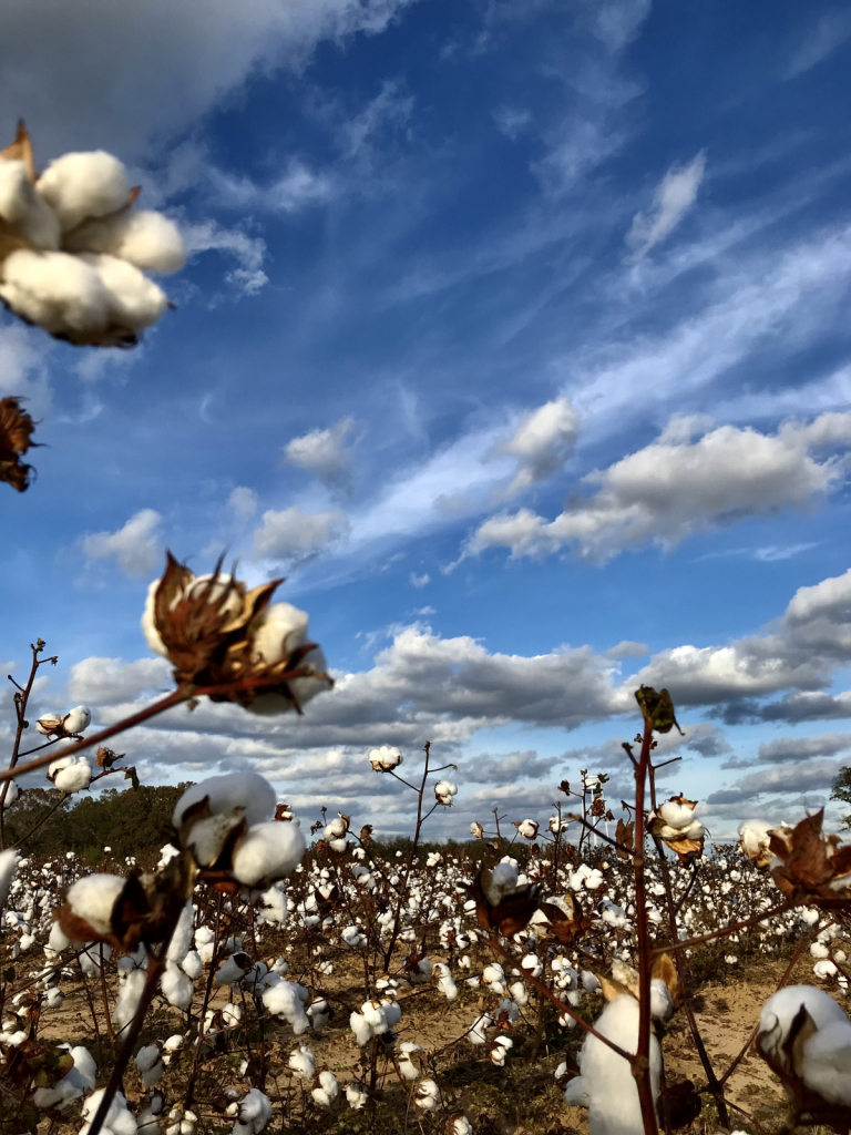 Clouds over the cotton field - ID: 15965774 © Elizabeth A. Marker