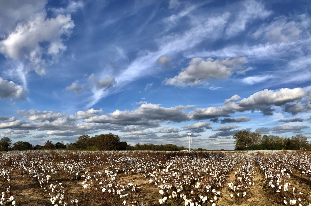 Rows of cotton  - ID: 15965775 © Elizabeth A. Marker