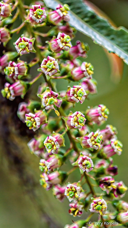 Berkeley Botanical Garden 