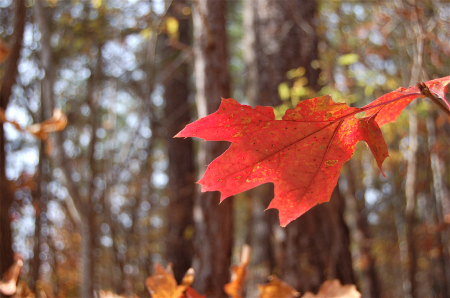 Red November