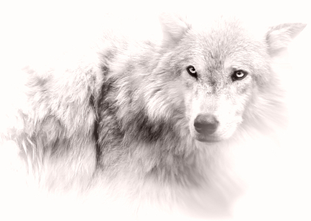 Wolf in Black and White