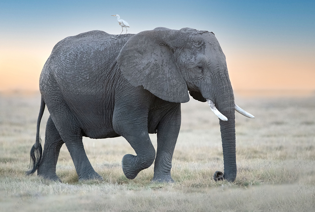November 2021 Photo Contest Grand Prize Winner - Elephant with Friend