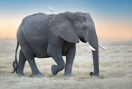 Elephant with Friend