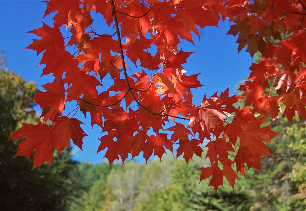 Autumn Splendor