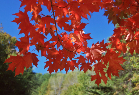 Autumn Splendor