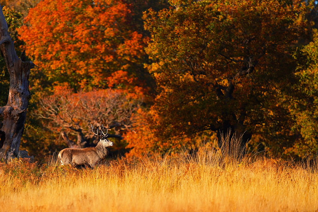 Stag and Autumn 