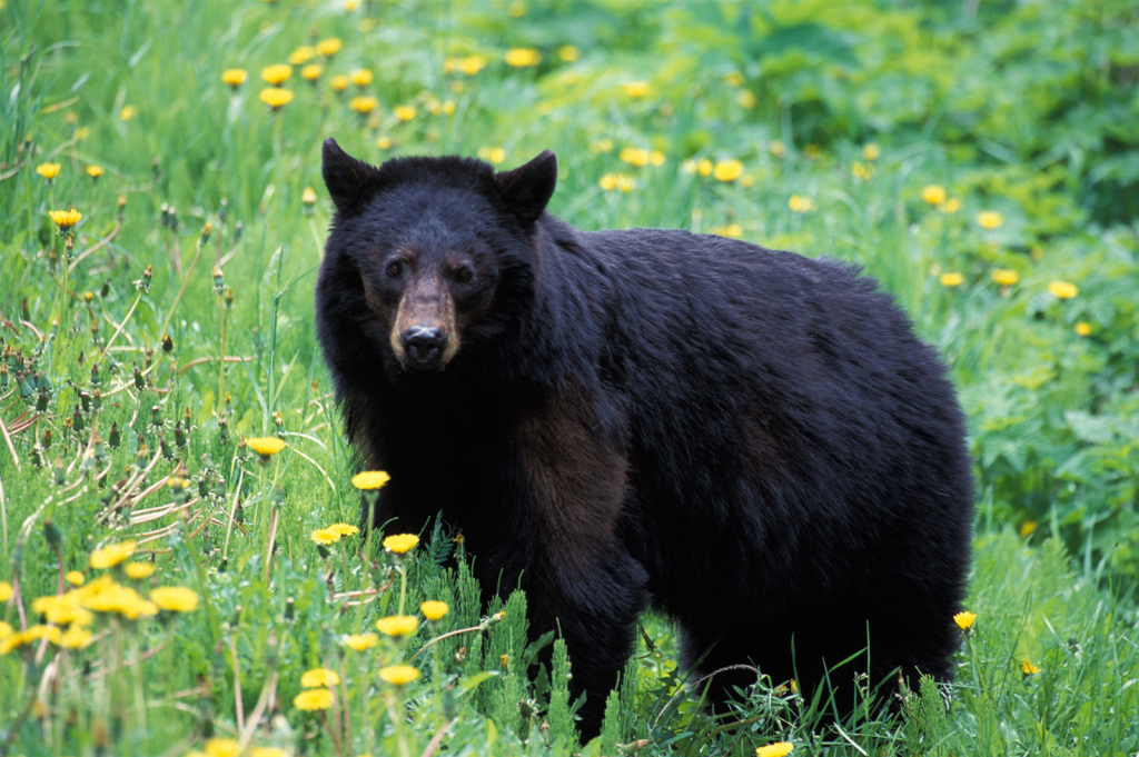 Black Bear, 3 - ID: 15966324 © Larry Adamache