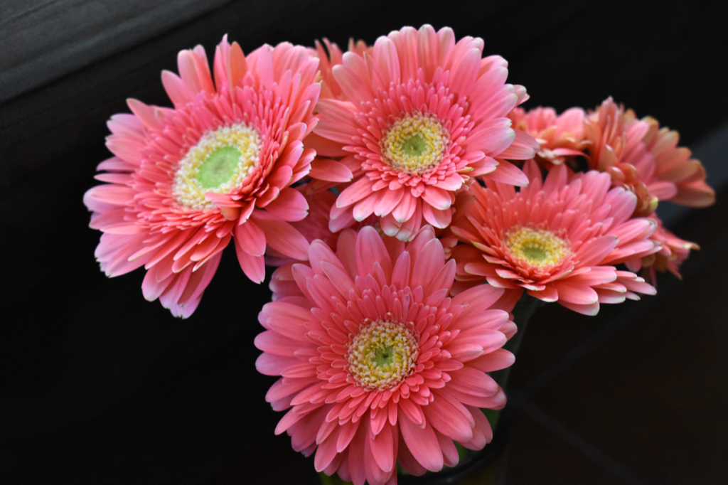 GERBERAS