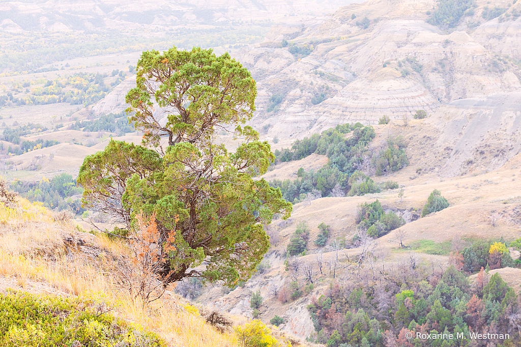 Cedar tree overlooking the badlands - ID: 15965841 © Roxanne M. Westman