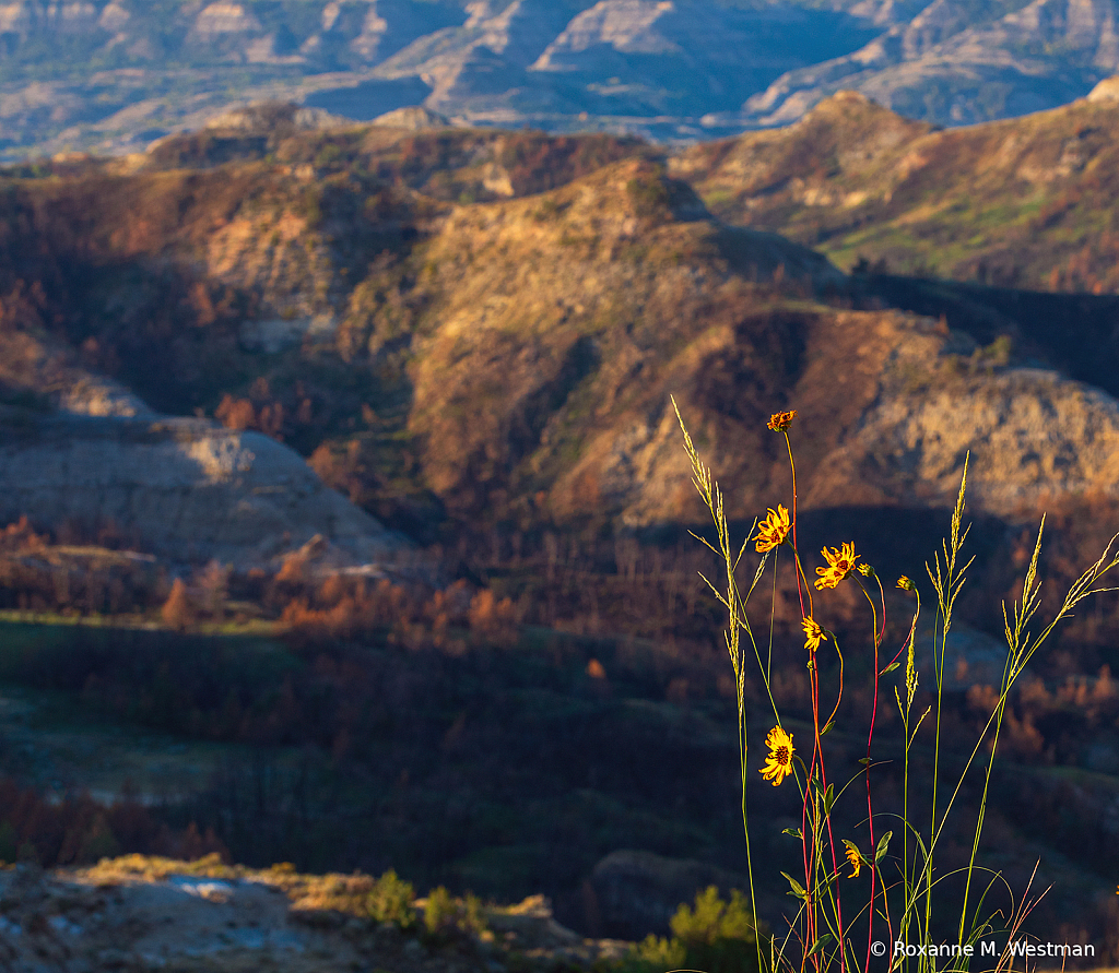 Daisies and the Achenbach hills TRNP - ID: 15965847 © Roxanne M. Westman