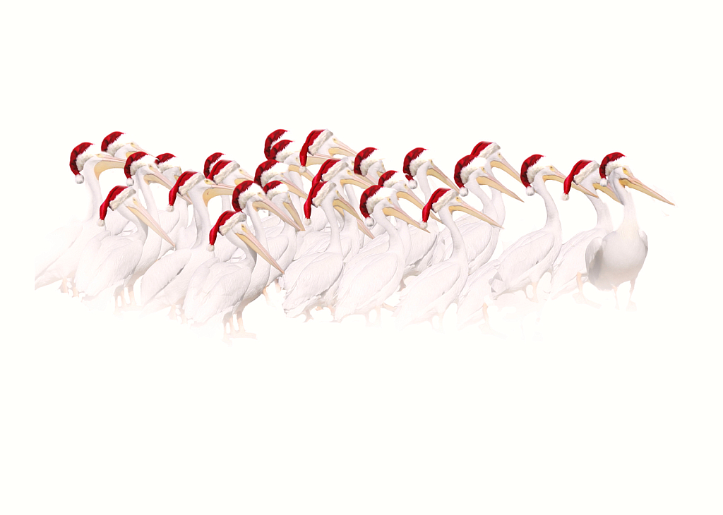 Pelicans in Santa Hats