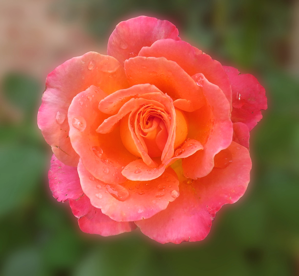 A Wet Rose