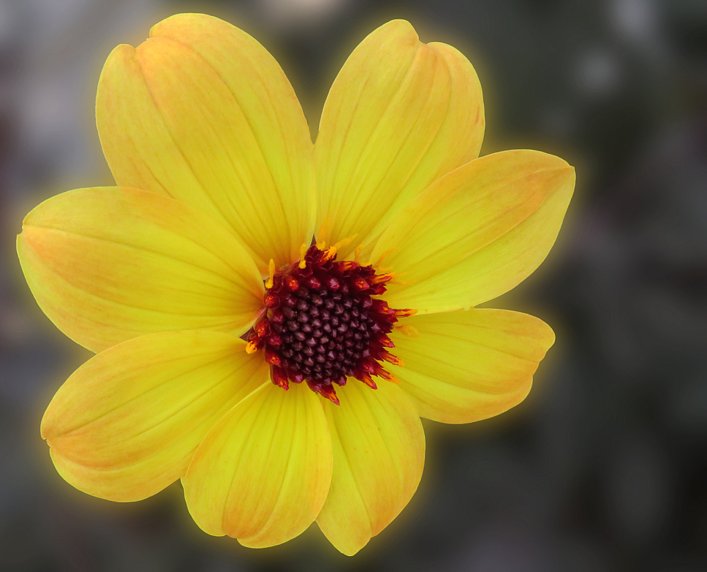 Small Yellow Flower